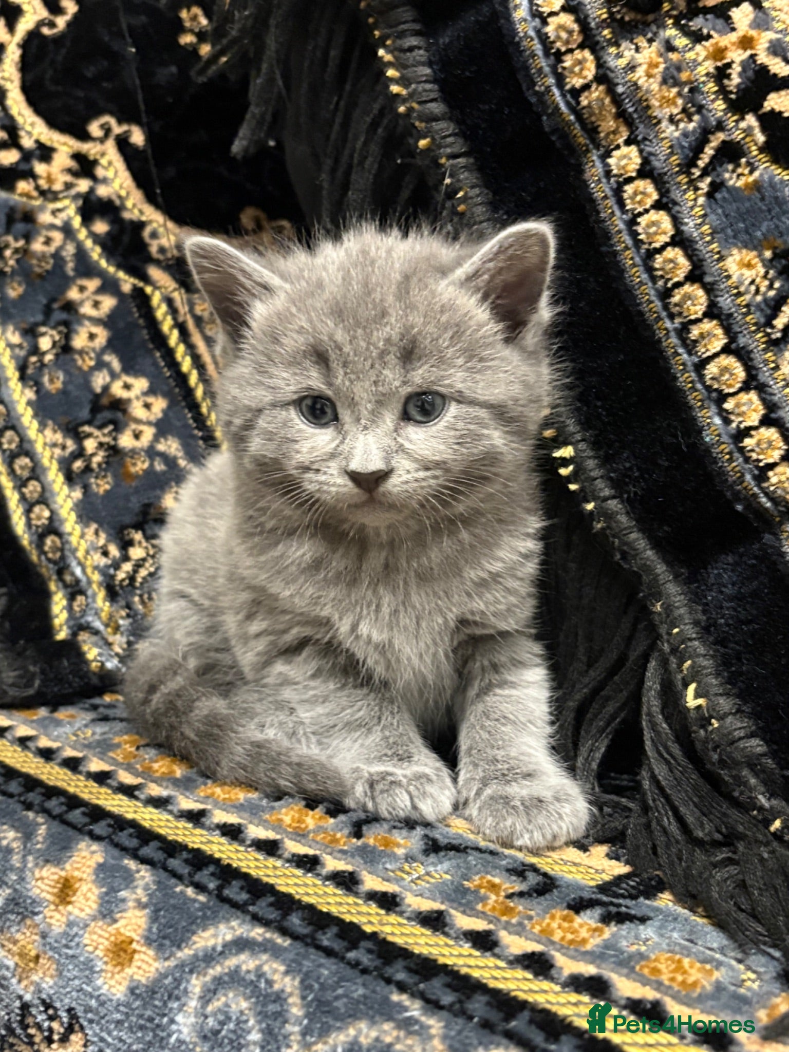 Mixed Breed cats Beautiful Cats & Kittens Looking for Their a home  - Advert 2