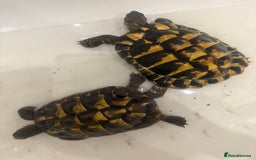 Tortoise reptiles for sale: Jack and Georgina  - Image 3