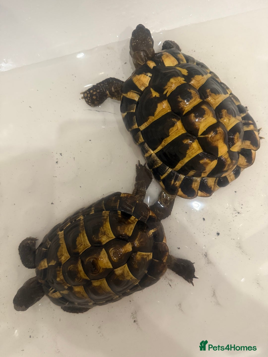 Tortoise reptiles for sale: Jack and Georgina  - Image 3