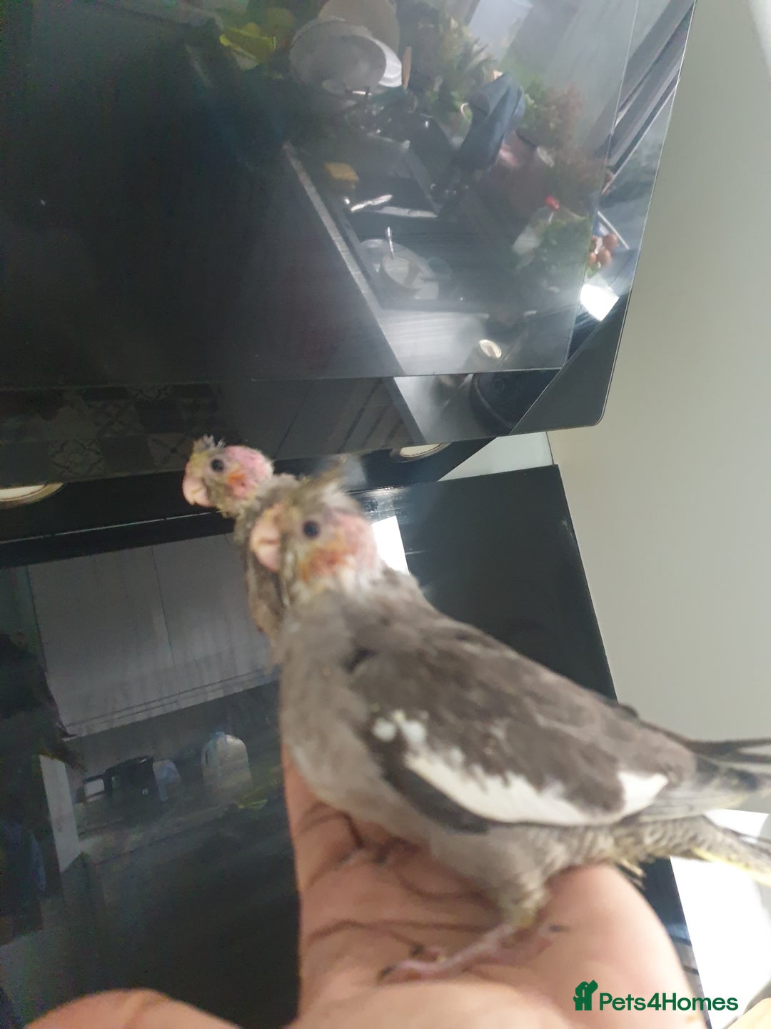 Cockatiels birds for sale: 2 resvd*3 hand reared baby cockatiels in Plymouth  - Advert 4