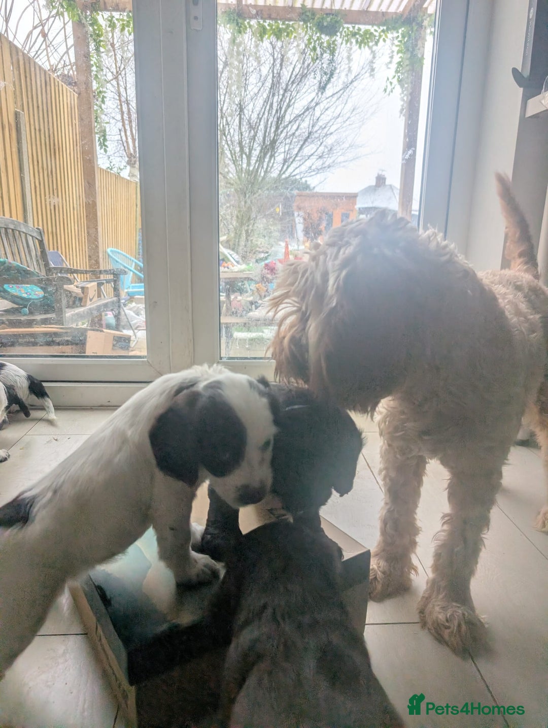 Cockapoo dogs for sale: Cockapoo F2b Pups – Ready for Their Forever Homes - Advert 8