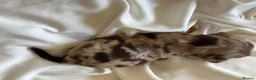 Yorkshire Terrier dogs for sale: Beautiful Choco & Choco Merle Puppies🤎🐾🎀 in Dunstable - Advert 27