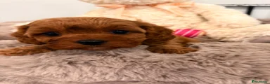 Cavapoo Puppy 5