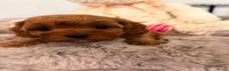 Cavapoo dogs for sale: Deep red f1 cavapoos. Full dna & health clear  - Advert 8