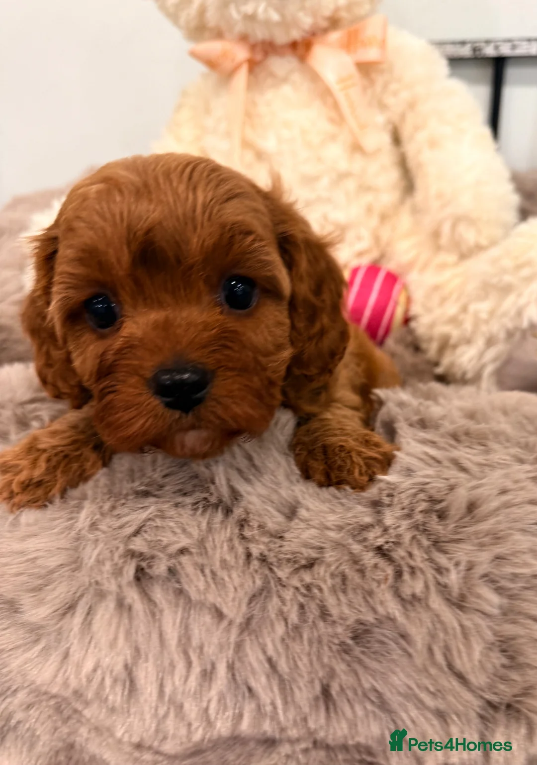 Cavapoo dogs for sale: Deep red f1 cavapoos. Full dna & health clear  - Advert 13