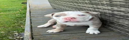 Olde English Bulldogge dogs for sale: Olde English Bulldogge puppies - Advert 5