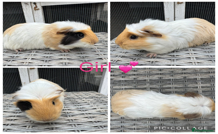 Guinea Pig rodents - Advert 12