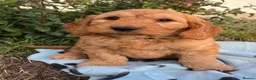 Cockapoo dogs for sale: Cockapoo puppies  - Advert 16