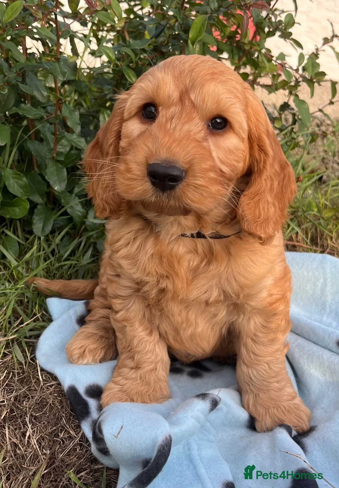 Cockapoo dogs for sale: Cockapoo puppies  - Advert 16