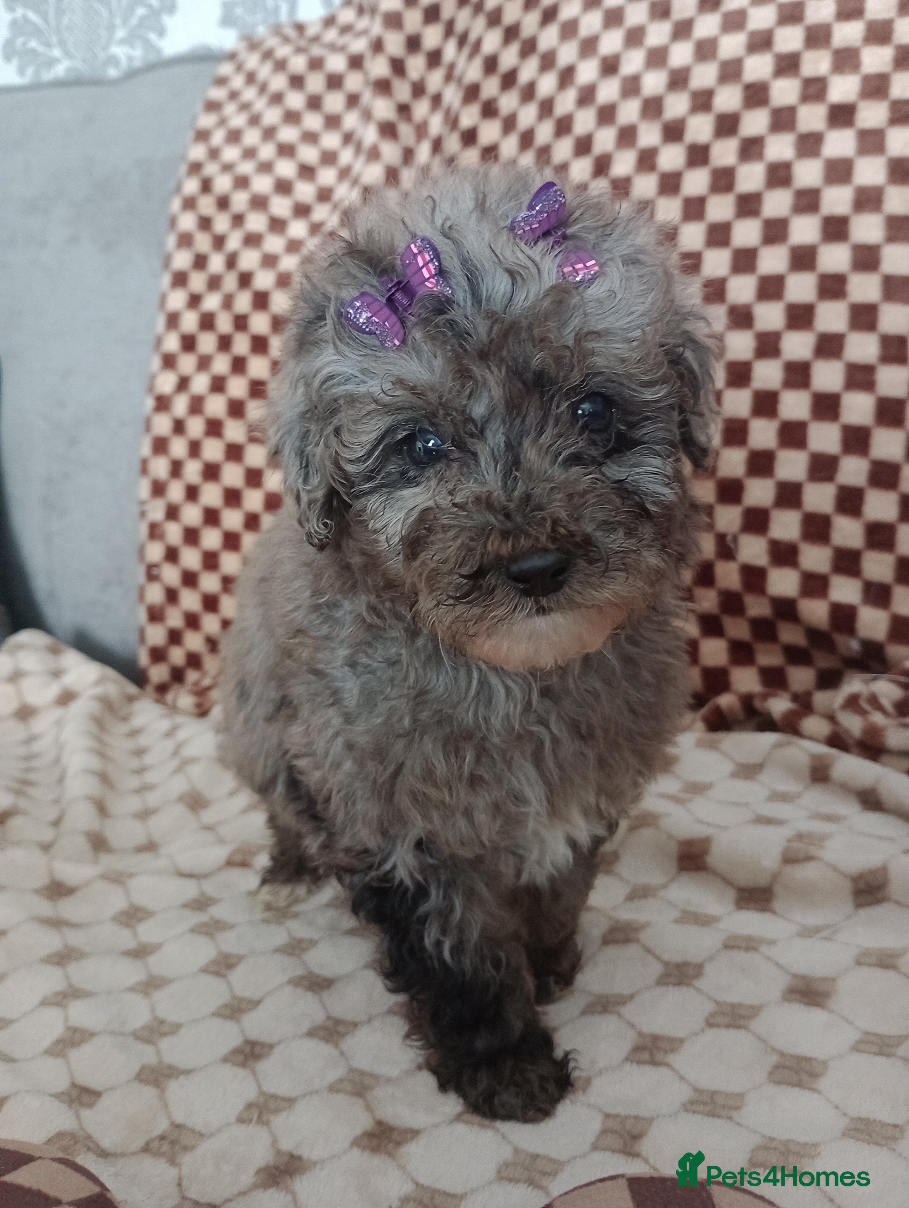 Mixed Breed dogs 🎀🌹  2 beautiful fur babys.🌹🐕 - Advert 2
