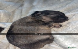 French Bulldog dogs for sale: French bulldog cross puppies  - Advert 9