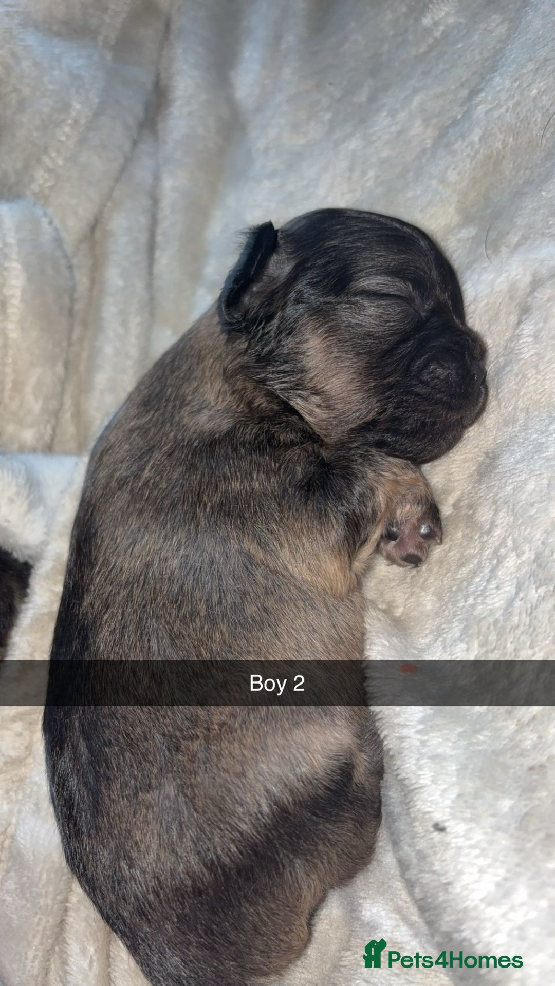 French Bulldog dogs for sale: French bulldog cross puppies  - Advert 9