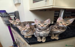 Bengal cats for sale:  Outstanding Quality Bengal kittens ready to leave - Image 32