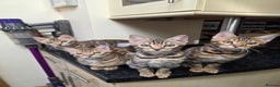 Bengal cats for sale:  Outstanding Quality Bengal kittens ready to leave - Advert 5