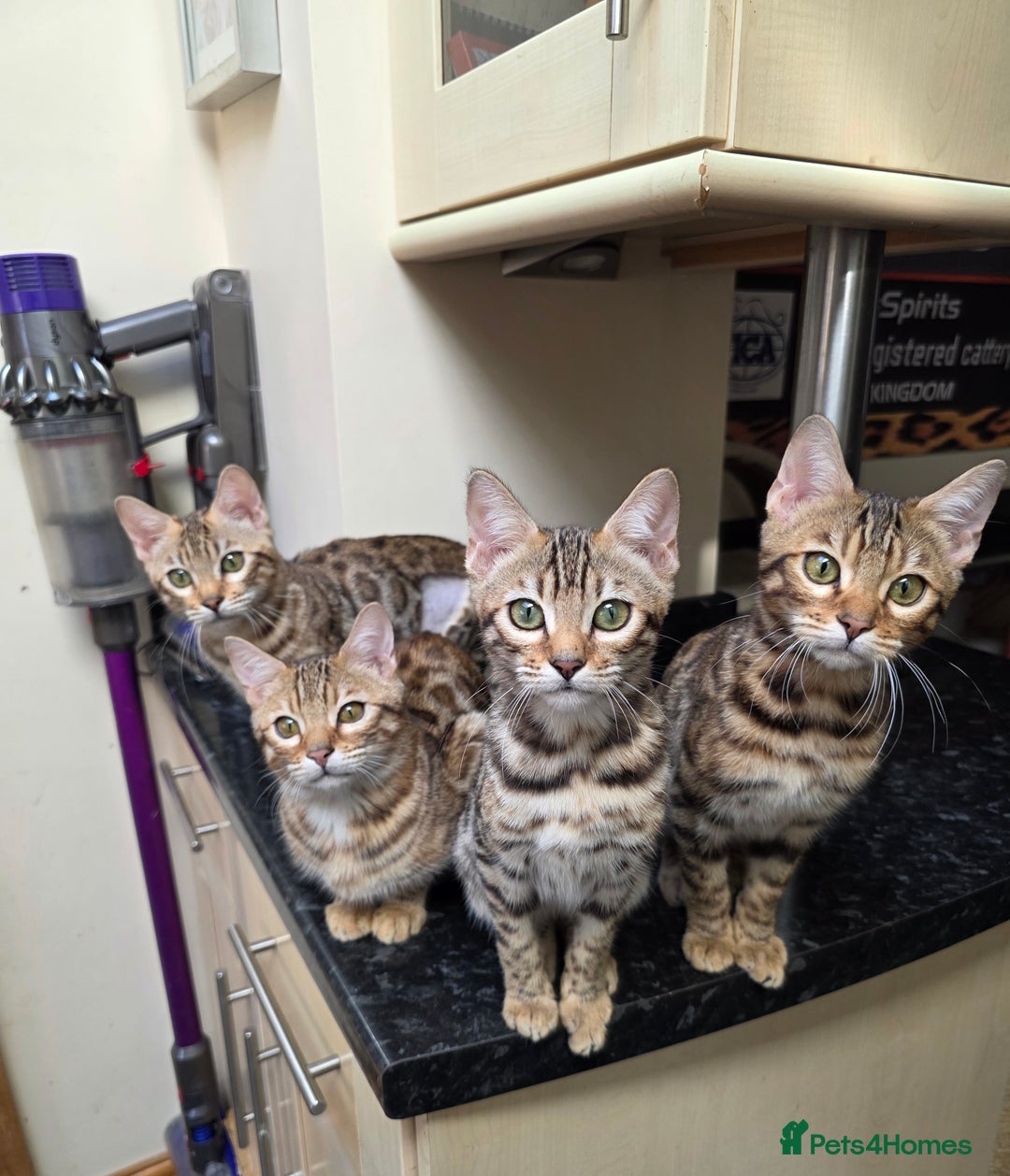 Bengal cats for sale:  Outstanding Quality Bengal kittens ready to leave - Image 32