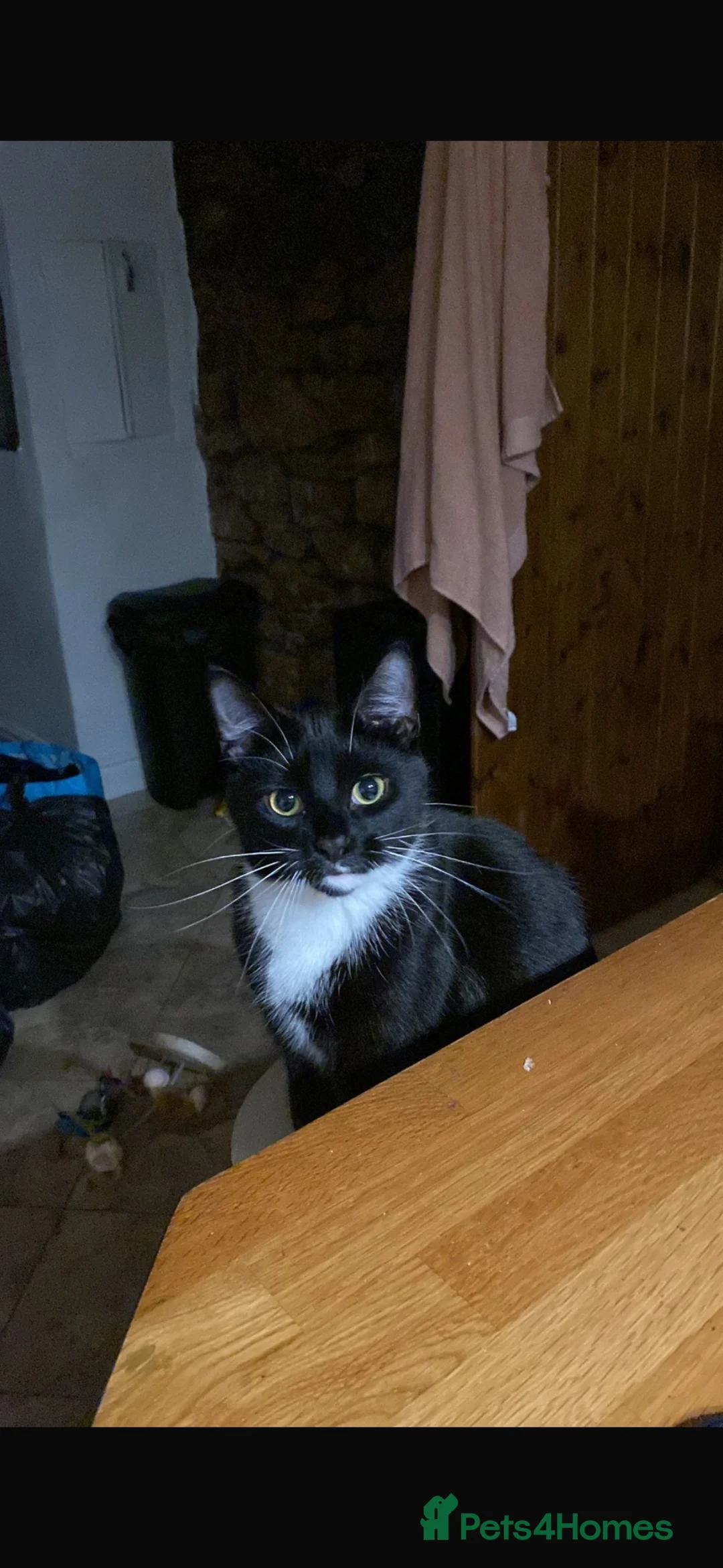 British Shorthair cats for sale: 2 cats to good home in Blackburn - Advert 2