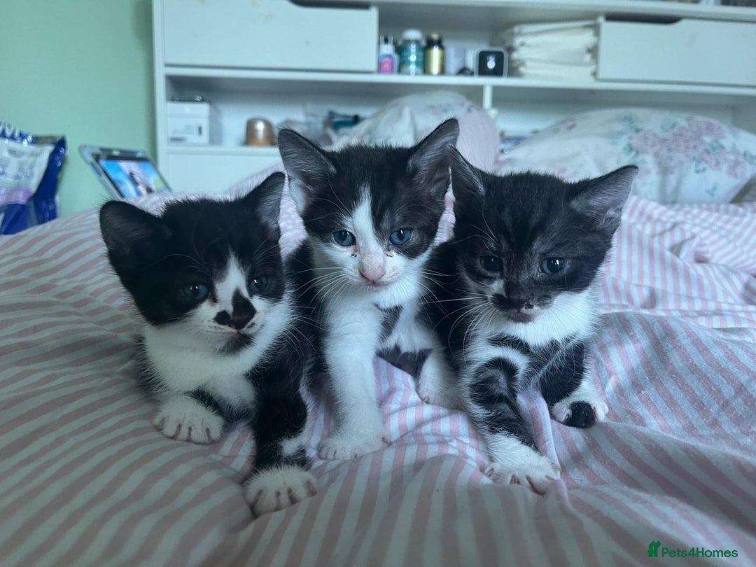 Mixed Breed cats for sale: 3 beautiful boy kittens - Image 7