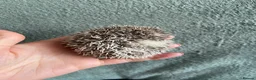 Pygmy Hedgehog rodents for sale: Ready now - Female Pygmy Hedgehog - Advert 26