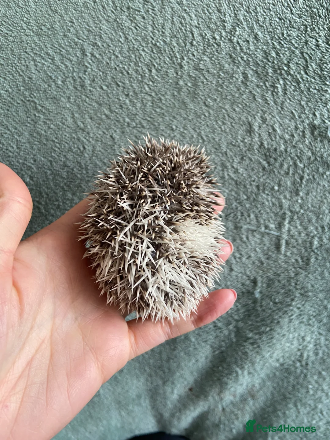 Pygmy Hedgehog rodents for sale: Ready now - Female Pygmy Hedgehog - Advert 26