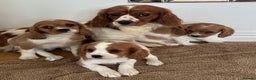 Cavalier King Charles Spaniel dogs for sale: Cavalier King Charles puppies Blenheim ready now  - Advert 5