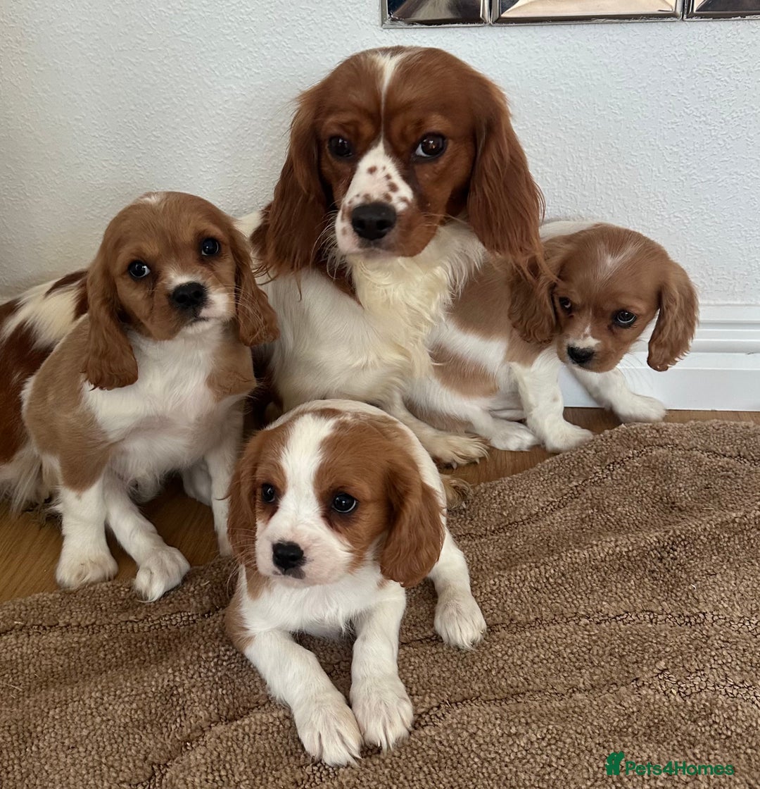 Cavalier King Charles Spaniel dogs for sale: Cavalier King Charles puppies Blenheim ready now  - Advert 5