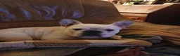 French Bulldog dogs for stud: 7yr old proven stud dog £200 stud fee in Newcastle - Advert 2