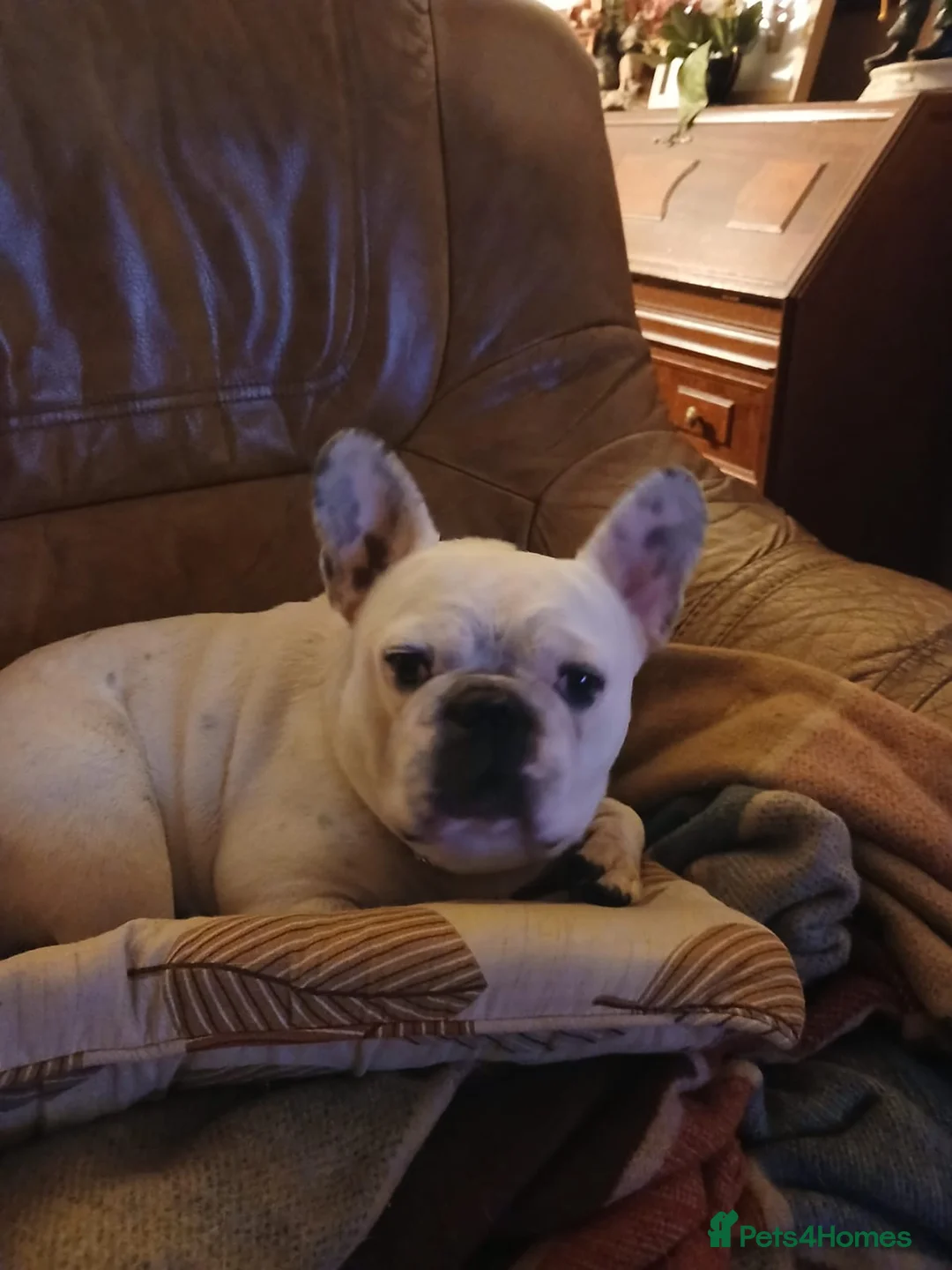 French Bulldog dogs for stud: 7yr old proven stud dog £200 stud fee in Newcastle - Advert 2