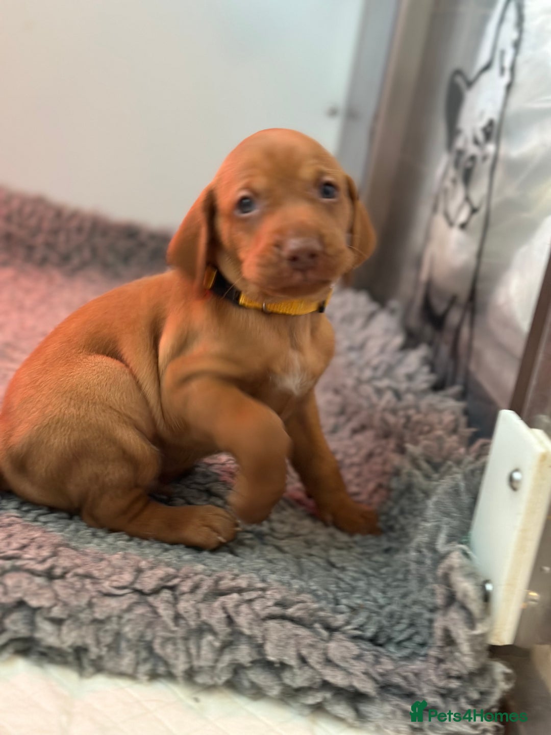 Hungarian Vizsla dogs for sale: Amazing Hungarian vizsla puppies - Image 9