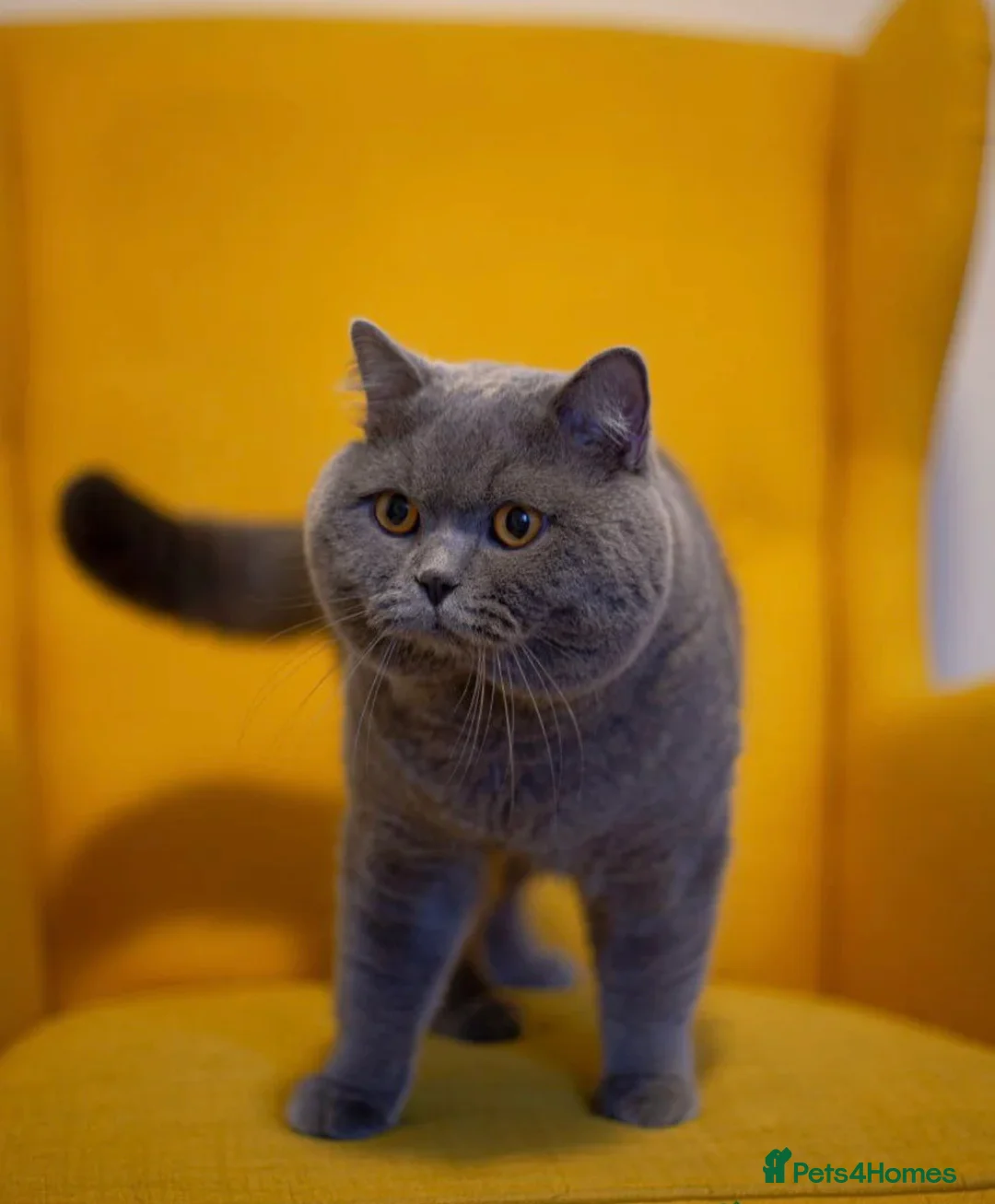 British Shorthair cats for sale: Queen dolly & sire phantom  in Liverpool - Advert 8
