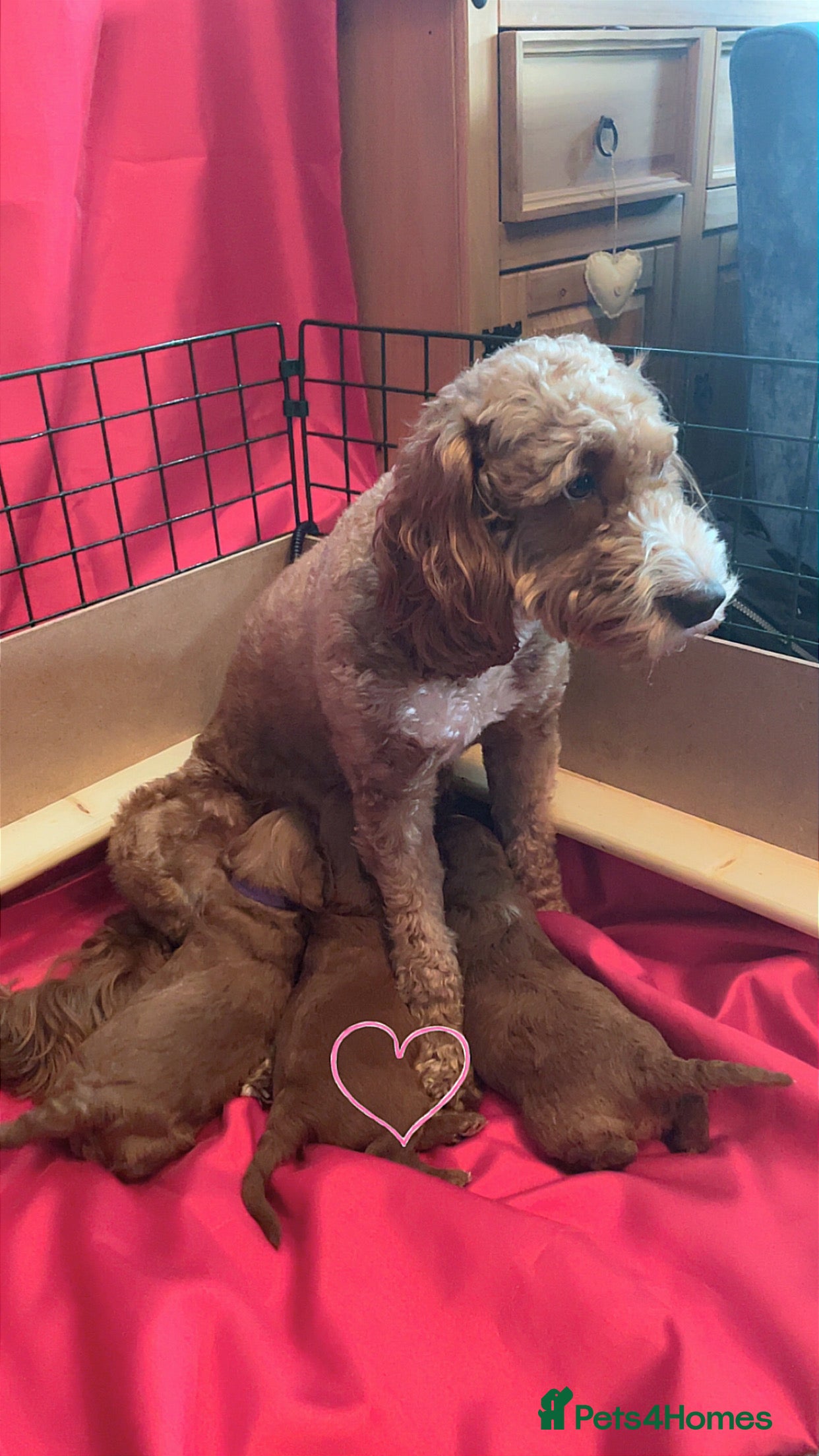 Cockapoo dogs X3 f1b cockapoo puppies  - Advert 1