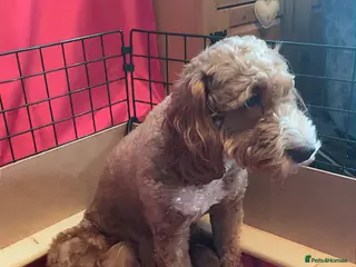 Cockapoo dogs X3 f1b cockapoo puppies - Advert 14