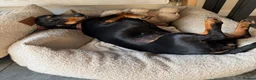 Miniature Dachshund dogs for sale: Minnie the miniature dauschand in Shrewsbury - Advert 2