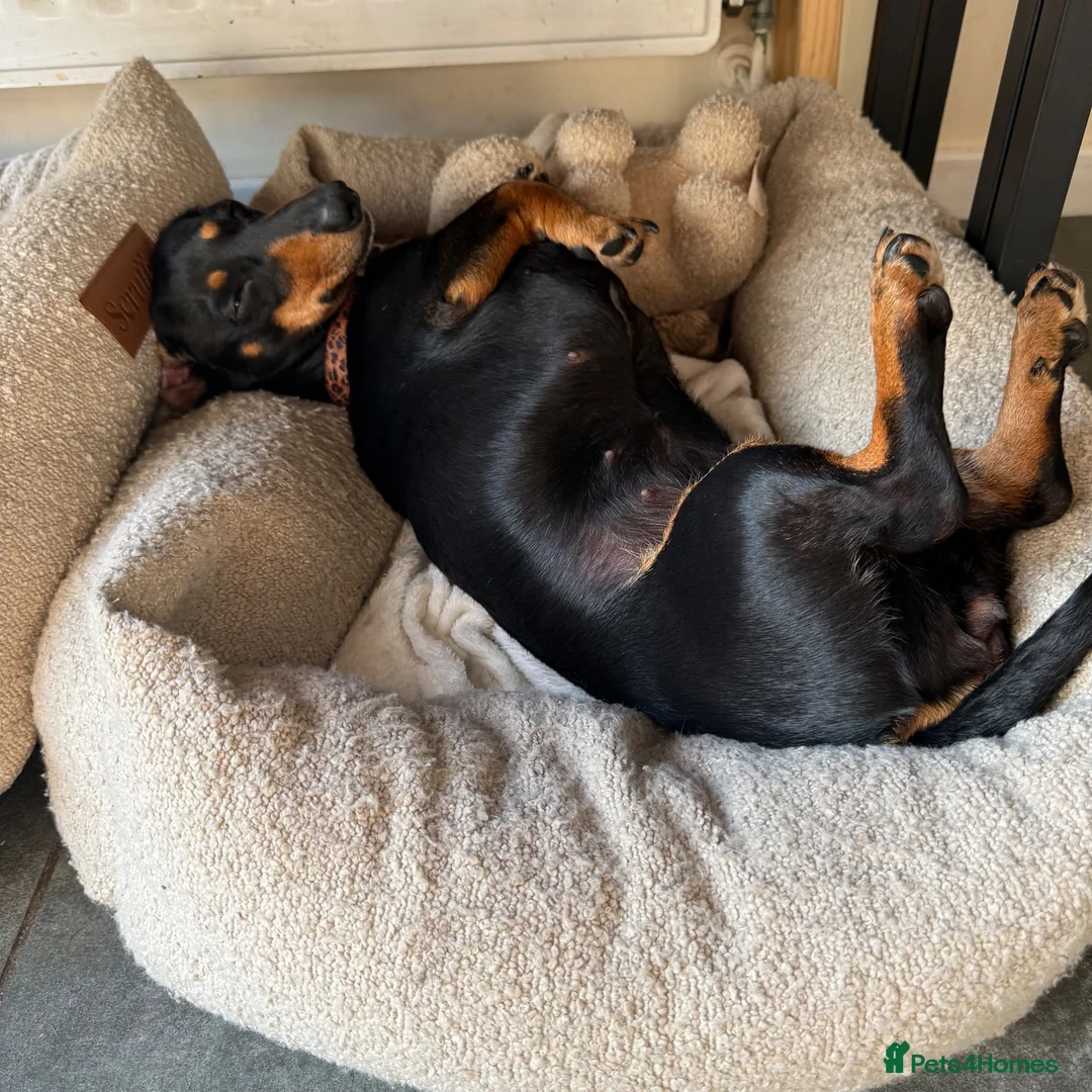 Miniature Dachshund dogs for sale: Minnie the miniature dauschand in Shrewsbury - Advert 2