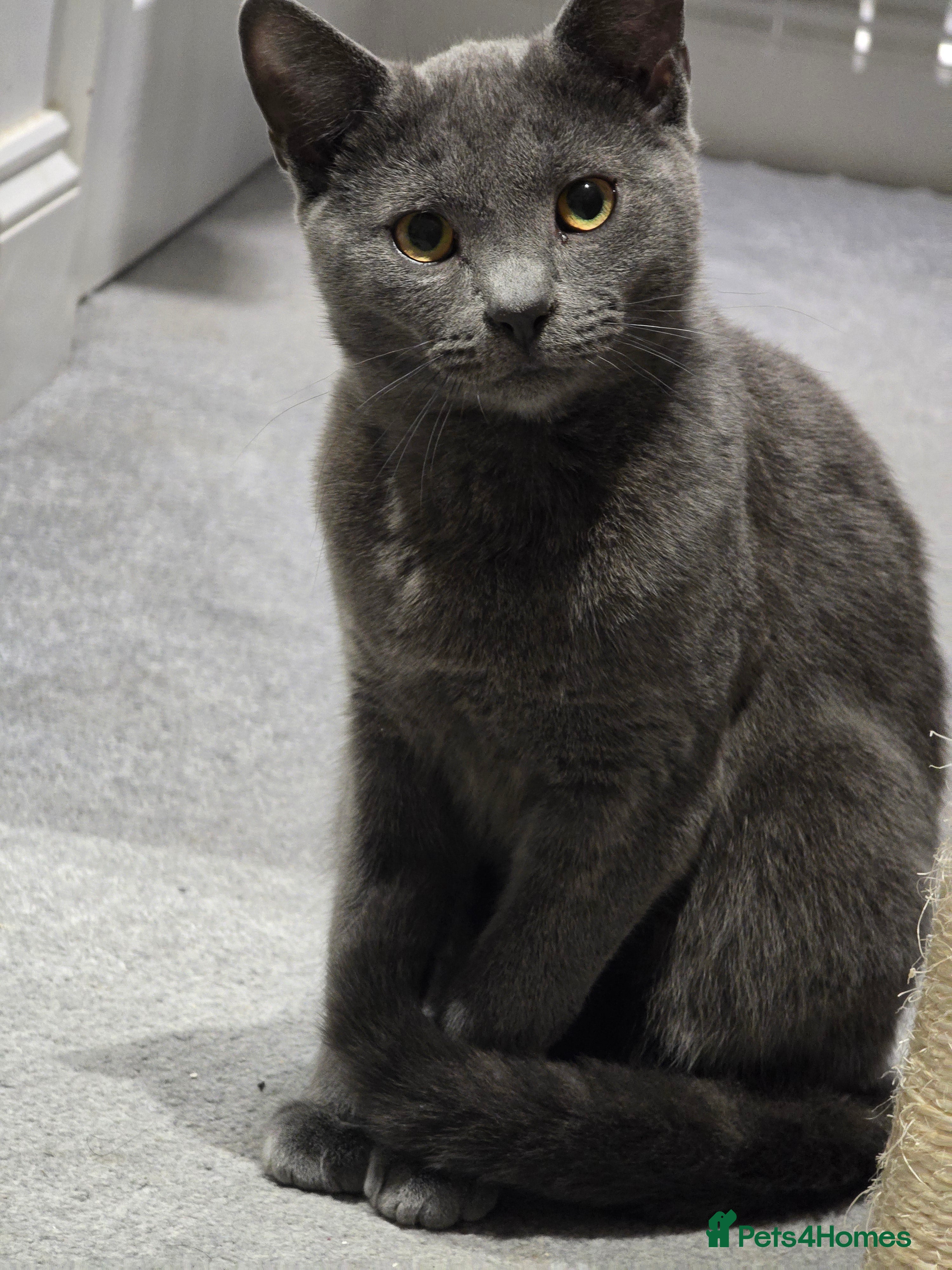 Russian Blue cats Russian Blue Kitten pair (Male available) - Advert 13