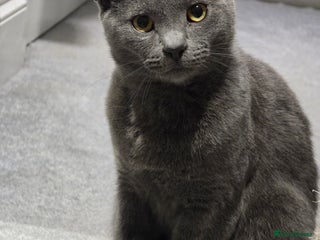 Russian Blue cats Russian Blue Kitten pair (Male available) - Advert 13