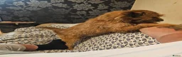 Mixed Breed dogs for sale: Teddy border terrier cross 4yrs in Wigan - Advert 4