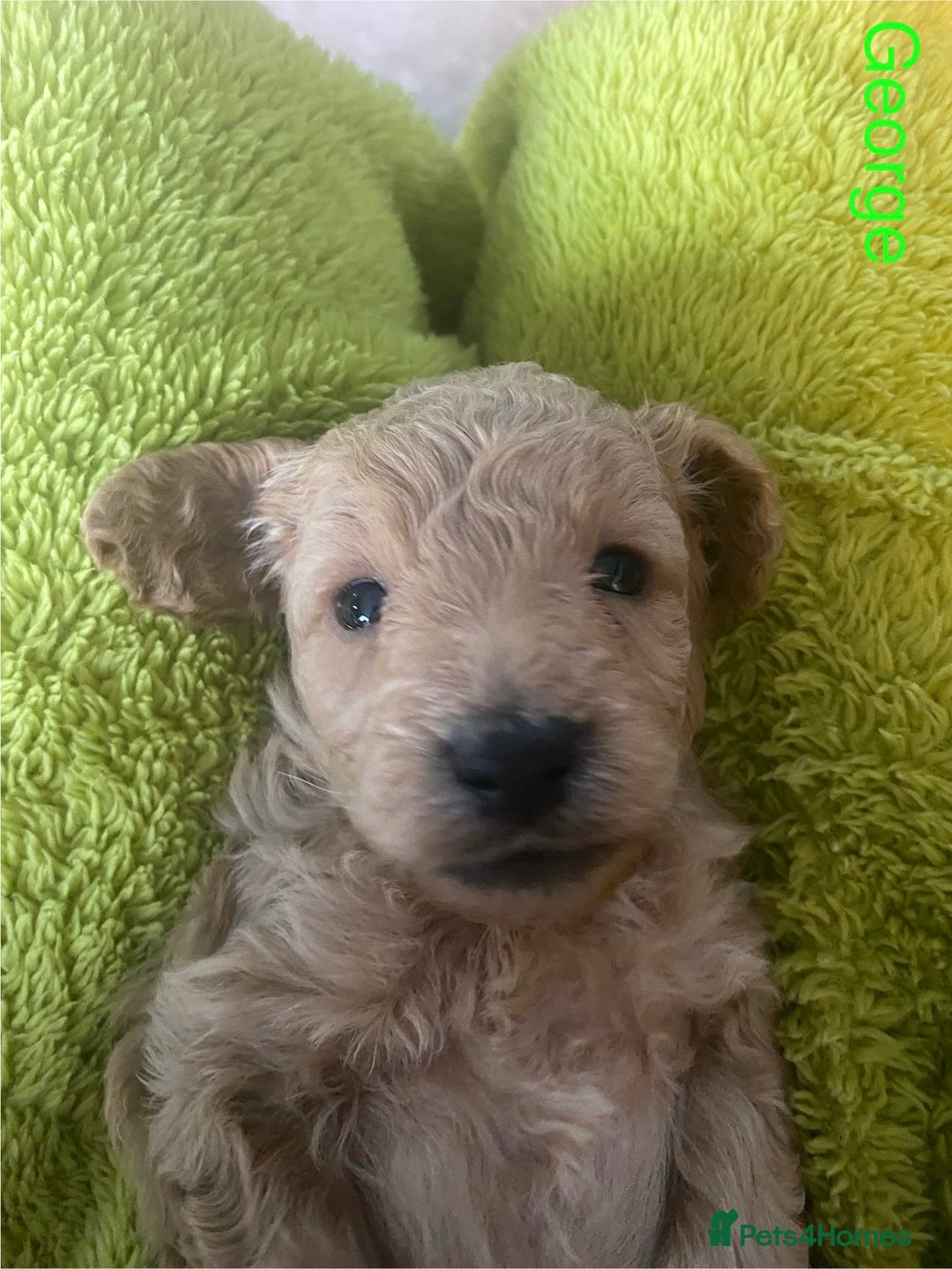 Mixed Breed dogs for sale: Maltipoo x Cockapoo puppies - Image 5