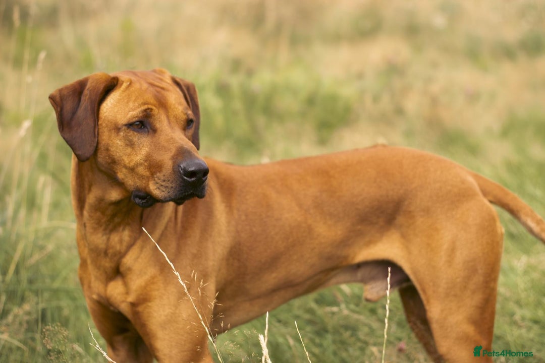 Rhodesian Ridgeback dogs for sale: Gorgeous Rhodesian Ridgeback Puppies  - Image 4