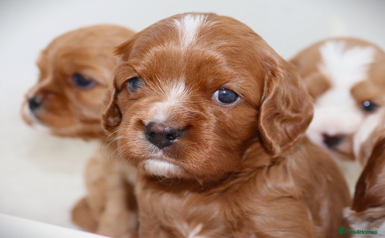 Cavalier King Charles Spaniel dogs - Advert 7