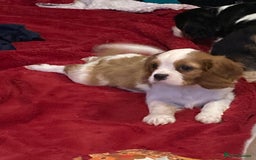 Cavalier King Charles Spaniel dogs for sale: Beautiful cavaliers  - Advert 2