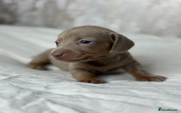 Miniature Dachshund dogs for sale: quality minature dachshunds (ready 14th october) - Image 14