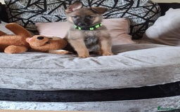 Mixed Breed dogs for sale: Malinois rotti cross puppy’s for sale - Image 20