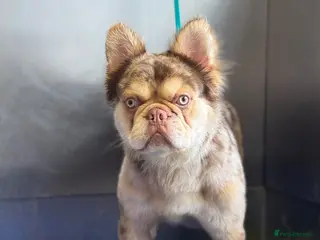 French Bulldog dogs Proven Full Fluffy Rojo Merle Fertility Work Inclu - Advert 9