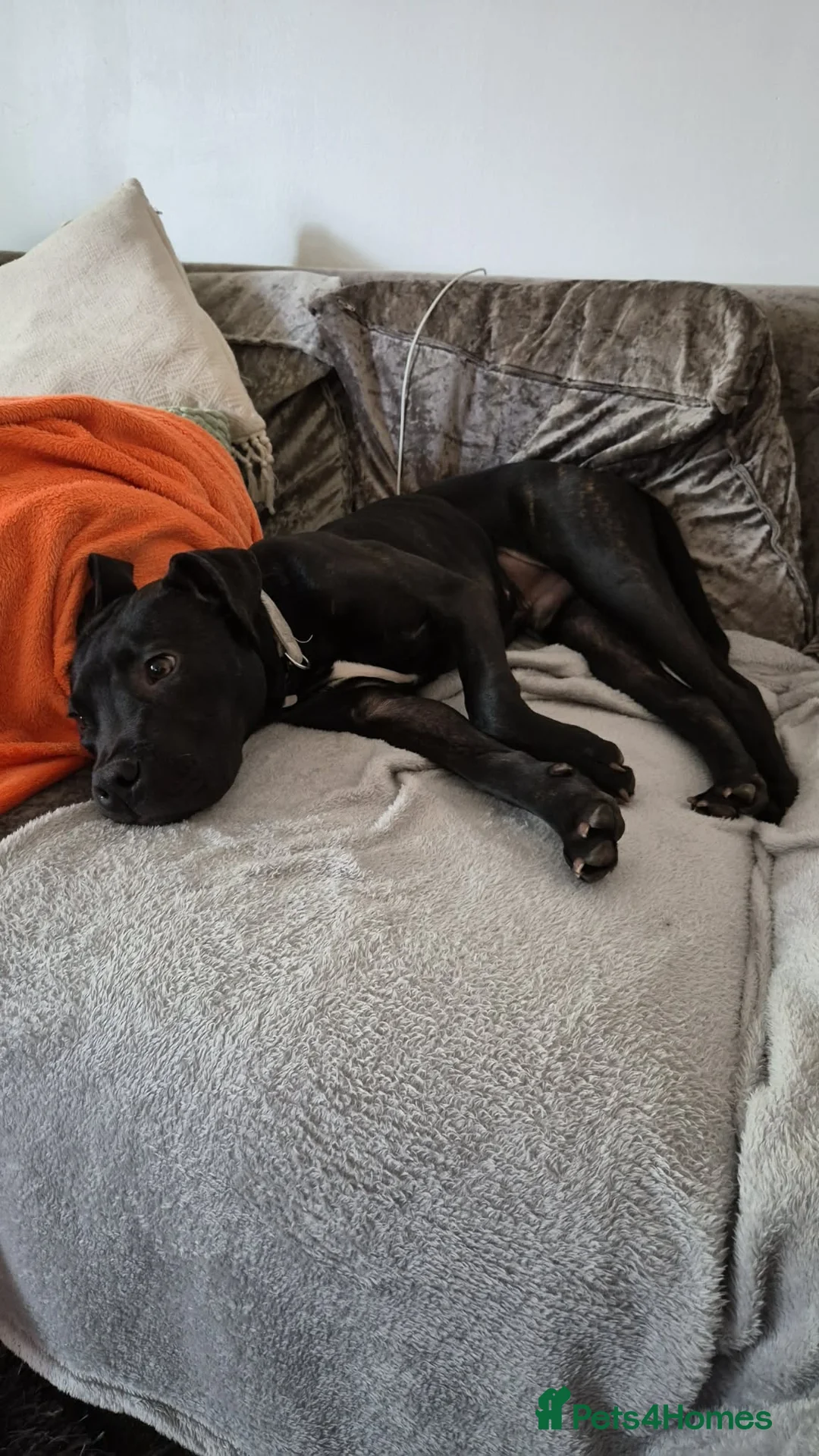 Staffordshire Bull Terrier dogs for sale: Male Staffordshire bull terrier  in Maidstone - Advert 2