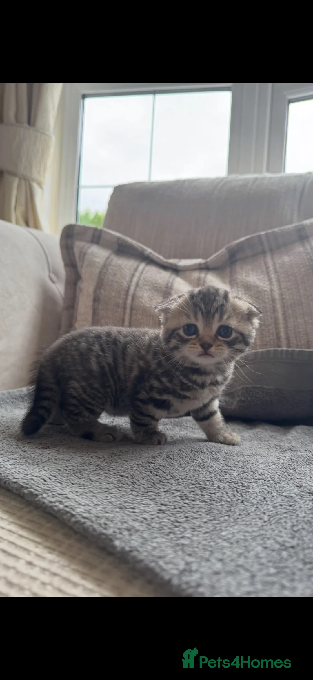 Scottish Fold cats for sale: Scottish Folded and Straight Ear Kittens in Wisbech - Advert 2
