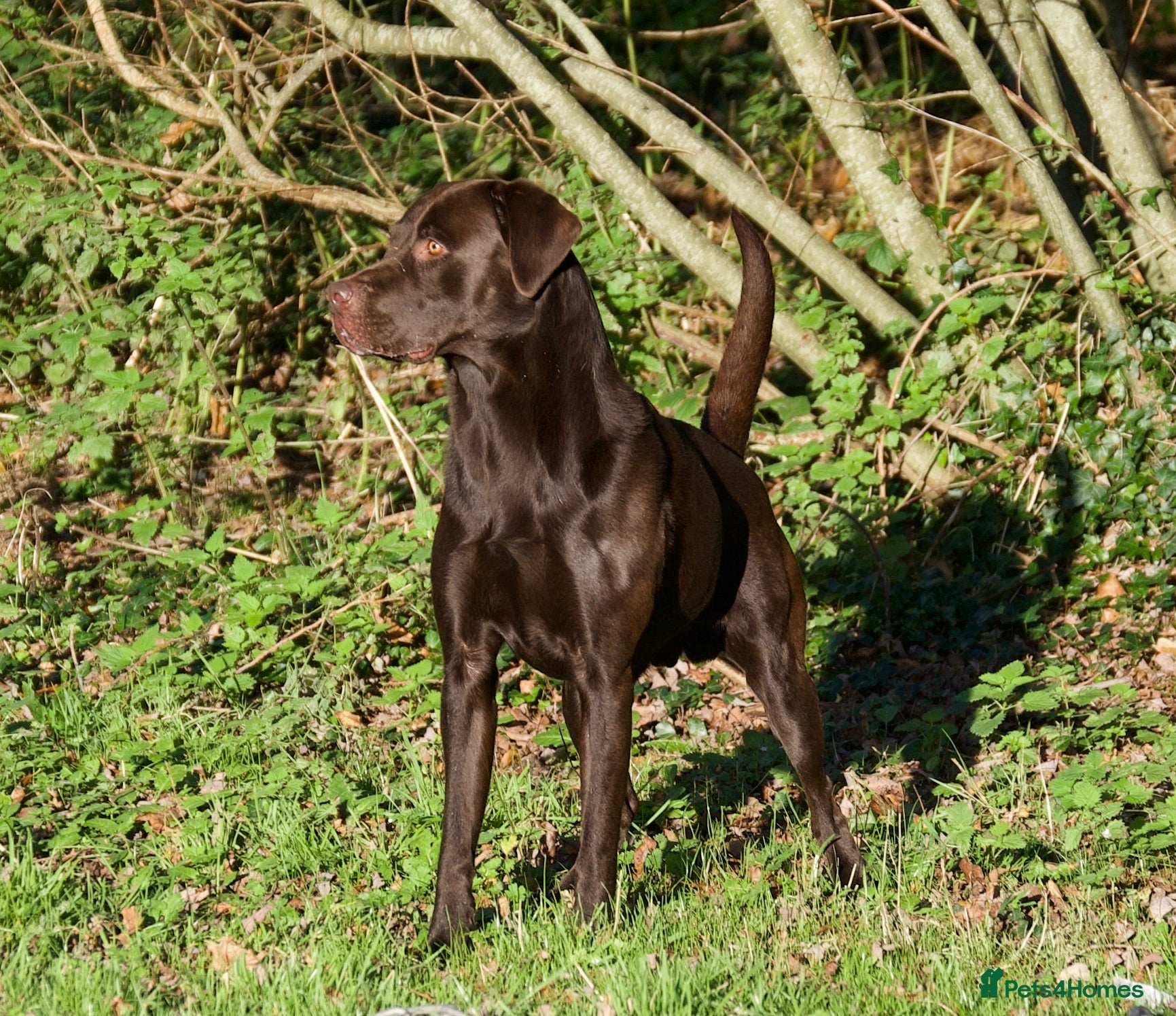 Labrador Retriever dogs Labrador stud 0/0 hips, extensively health tested - Advert 1