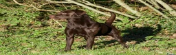 Labrador Retriever dogs for stud: Labrador stud 0/0 hips, extensively health tested - Advert 1
