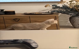 British Shorthair cats for sale: Beautiful British ShortHair Rare Fawn - Advert 8