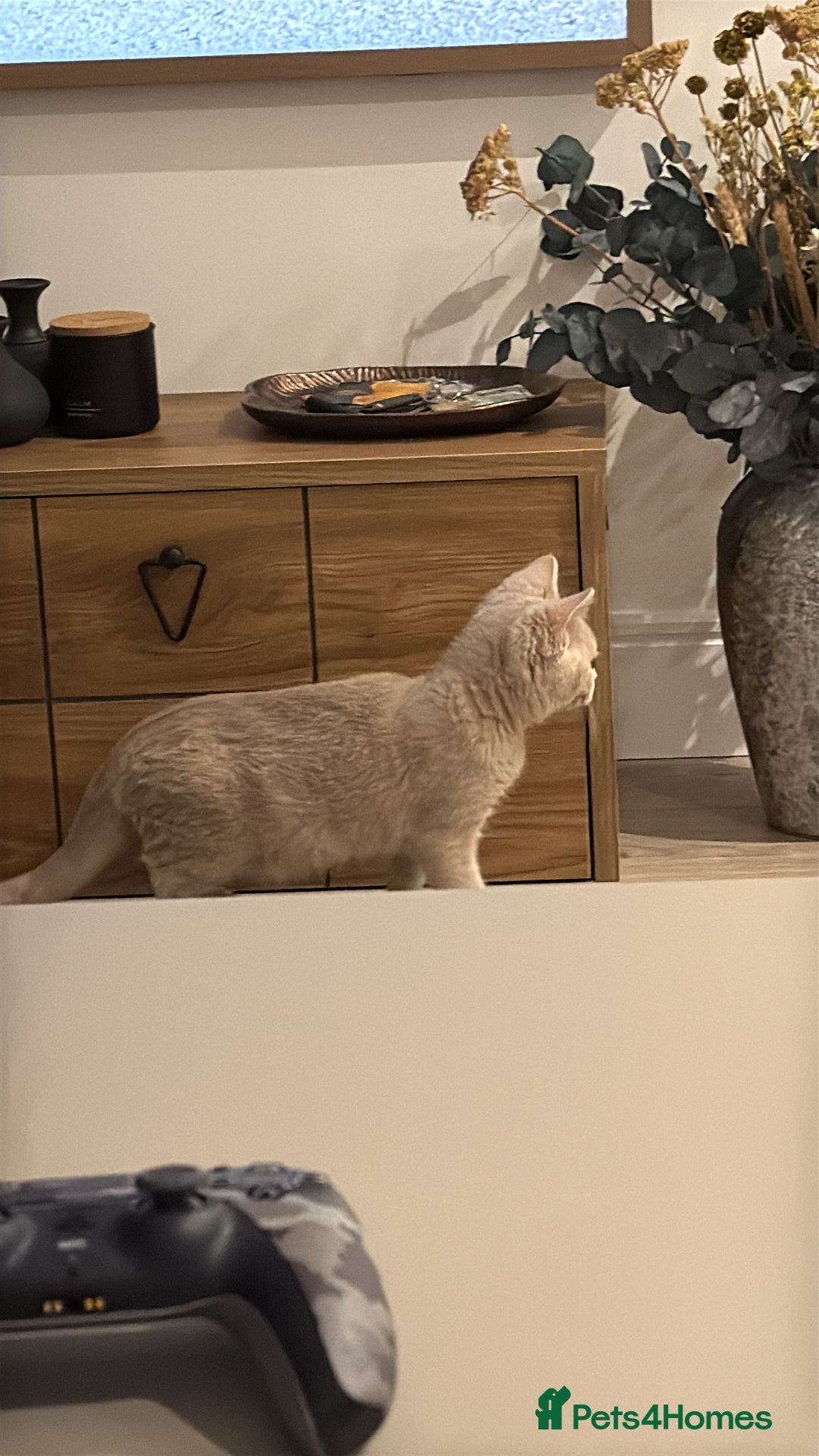 British Shorthair cats for sale: Beautiful British ShortHair Rare Fawn - Advert 8