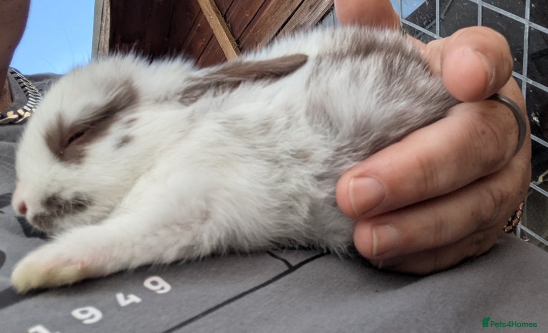 Rex rabbits for sale: Stunning baby rabbits - Image 4